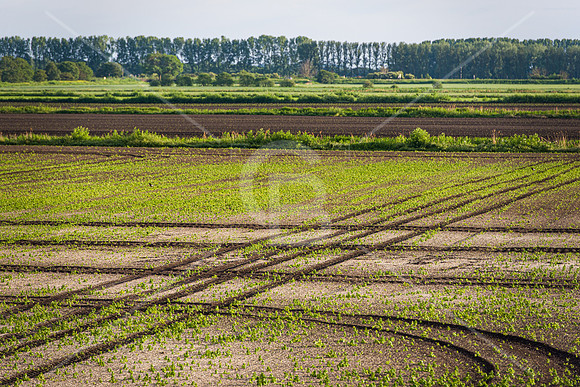 190601-4663-Ely-Landscape