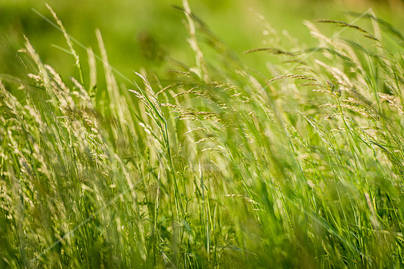190601-4683-Ely-Landscape