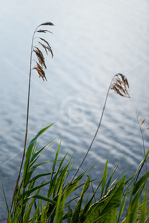190601-4768-Ely-Landscape