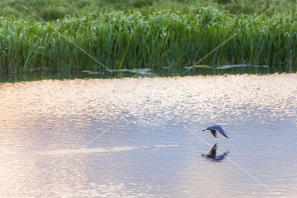 190601-4851-Ely-Landscape