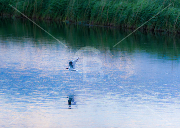 190601-4848-Ely-Landscape
