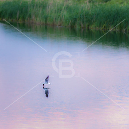 190601-4834-Ely-Landscape