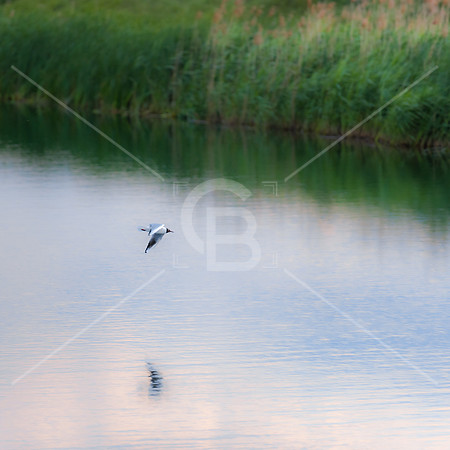 190601-4824-Ely-Landscape